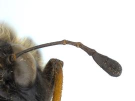   Trichiosoma triangulum  antenna; photo by J. Orr, WSDA 
