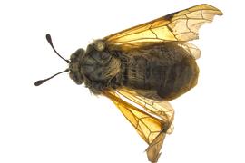   Trichiosoma triangulum  female dorsal habitus; photo by J. Orr, WSDA 
