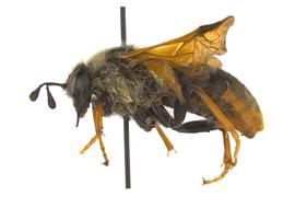   Trichiosoma triangulum  female lateral habitus; photo by Q. Baine, WSDA 
