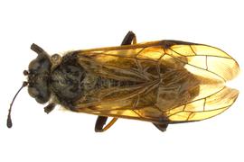   Trichiosoma triangulum  male dorsal habitus; photo by J. Orr, WSDA 

