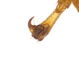   Trichiosoma triangulum  tarsal claw; photo by J. Orr, WSDA 
