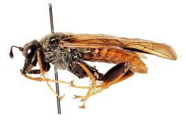   Trichiosoma triangulum  male lateral habitus; photo by J. Orr, WSDA 
