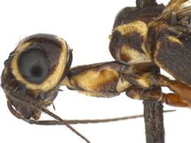   Xiphydria mellipes  male lateral propleuron; photo by J. Orr, WSDA 
