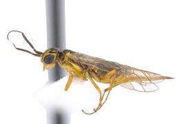   Xyela nbsp;sp. female lateral habitus; photo by J. Orr, WSDA 
