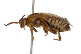   Zadiprion rohweri nbsp;female lateral habitus; photo by J. Orr, WSDA 
