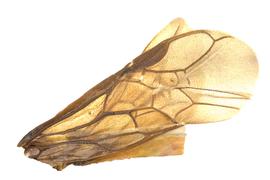   Zynzus bicolor  fore wing; photo by J. Orr, WSDA 
