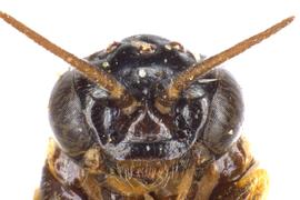   Zynzus crassulus  female face; photo by J. Orr, WSDA 
