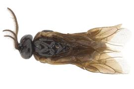   Zynzus crassulus  male dorsal habitus; photo by J. Orr, WSDA 
