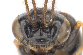   Zynzus crassulus  male face; photo by J. Orr, WSDA 
