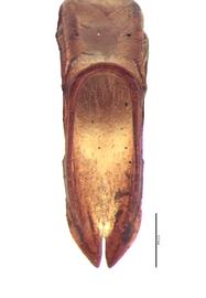   Adoretus compressus  male genitalia, caudal view; photo by E.L. Engasser 