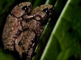   Adoretus sinicus  mating on foliage at night; photo by P. Randall 