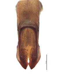   Adoretus sinicus  male genitalia, caudal view; photo by E.L. Engasser 