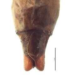   Anomala albopilosa  male genitalia, dorsal view; photo by E.L. Engasser 