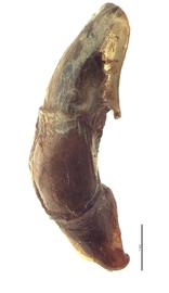   Anomala albopilosa  male genitalia, lateral view; photo by E.L. Engasser 