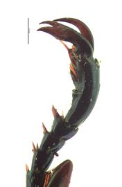   Anomala cuprea  male foreclaw; photo by E.L. Engasser 