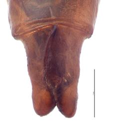   Anomala cuprea  male genitalia, dorsal view; photo by E.L. Engasser 