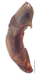   Anomala cuprea  male genitalia, lateral view; photo by E.L. Engasser 