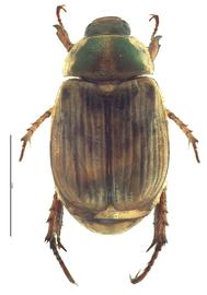   Anomala orientalis  female; photo bynbsp;E.L. Engasser 
