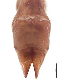   Anomala sulcatula  male genitalia, dorsal view; photo by E.L. Engasser 
