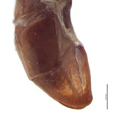   Anomala sulcatula  male genitalia, lateral view; photo by E.L. Engasser 