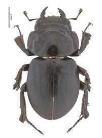   Apterocyclus waterhousei  male dorsal view; photo by J Buck Dunlap 