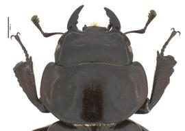   Apterocyclus waterhousei  male head dorsal view; photo by J Buck Dunlap 