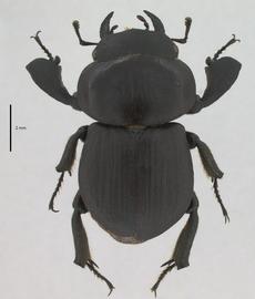   Apterocyclus kawaiinbsp; male dorsal view; photo by J Buck Dunlap 