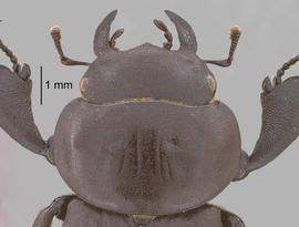   Apterocyclus kawaiinbsp; male head, dorsal view; photo by J Buck Dunlap 