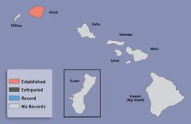  distribution map for  Apterocyclus honoluluensis  