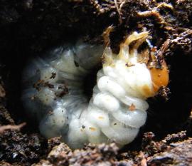  live  Apterocyclus  larvae found under koa log; photo by M.L. Jameson 