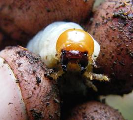  head view of  Apterocylcus  larva found under koa log; photo by M.L. Jameson 