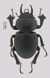   Apterocyclus palmatusnbsp; male dorsal view; photo by J Buck Dunlap 