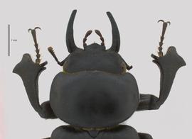   Apterocyclus palmatusnbsp; male head, dorsal view; photo by J Buck Dunlap 