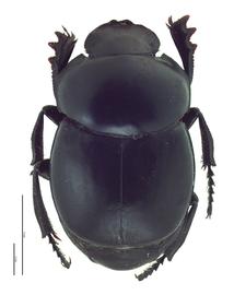   Canthon humectus  male; photo by E.L. Engasser 