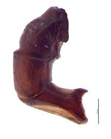   Canthon indigaceus  male genitalia, lateral view; photo by E.L. Engasser 