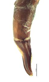   Copris remotus  male genitalia, lateral view; photo by E.L. Engasser 