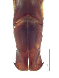   Cotinis mutabilis  male genitalia, dorsal view; photo by E.L. Engasser 