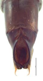   Dichotomius carolinus  male genitalia, dorsal view; photo by E.L. Engasser 