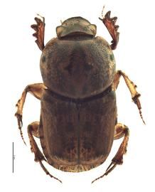   Euoniticellus africanus  female; photo by E.L. Engasser 