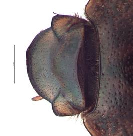   Euoniticellus africanus  female head; photo by E.L. Engasser 