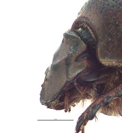   Euoniticellus africanus  female head; photo by E.L. Engasser 