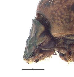   Euoniticellus africanus  male head; photo by E.L. Engasser 