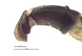   Euoniticellus intermedius  male genitalia, lateral view; photo by E.L. Engasser 