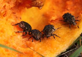   Protaetia fusca  feeding on fallen papaya fruit by day in Hawaii; photo by E.L. Engasser 