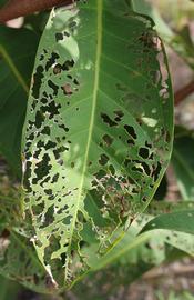  characteristic  Adoretus sinicus  damage on a leaf; photo by E.L. Engasser 