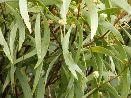   Acacia koa  in bloom; photo by M.L. Jameson 