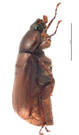   Lepidiota carolinensisnbsp; male lateral view; photo by J Buck Dunlap 