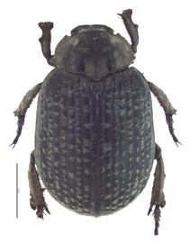   Omorgus procerus  female; photo by E.L. Engasser 