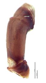   Oniticellus cinctus  male genitalia, lateral view; photo by E.L. Engasser 