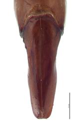   Onitis alexis  male genitalia, dorsal view; photo by E.L. Engasser 